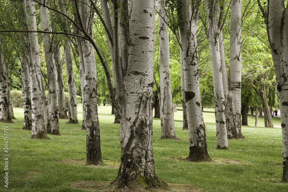 Forest with trees Forest with trees
