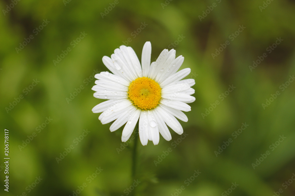 White daisy on a green background close-up White daisy on a green background close-up