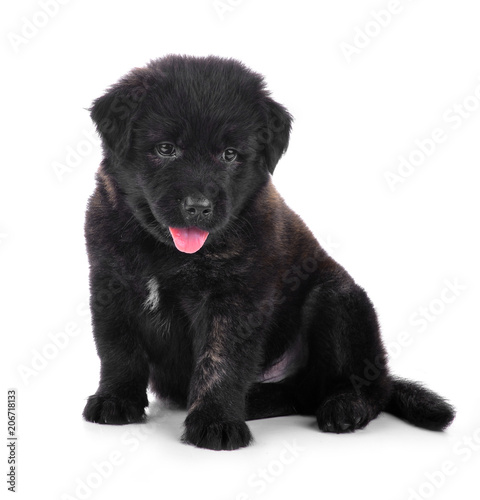  Golden Retriever  puppy  dog   isolated on white background