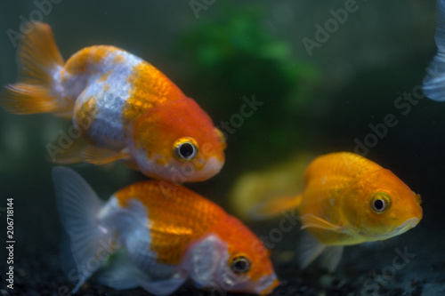 らんちゅう、金魚、熱帯魚：Ranchuu Gold fish 