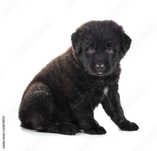  Golden Retriever  puppy  dog   isolated on white background