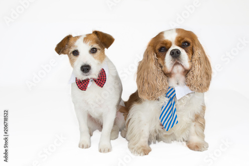COUPLE OF TWO DOGS WEARING BLUE AND RED TIE ISOLATED ON WHITE BACKGROUND