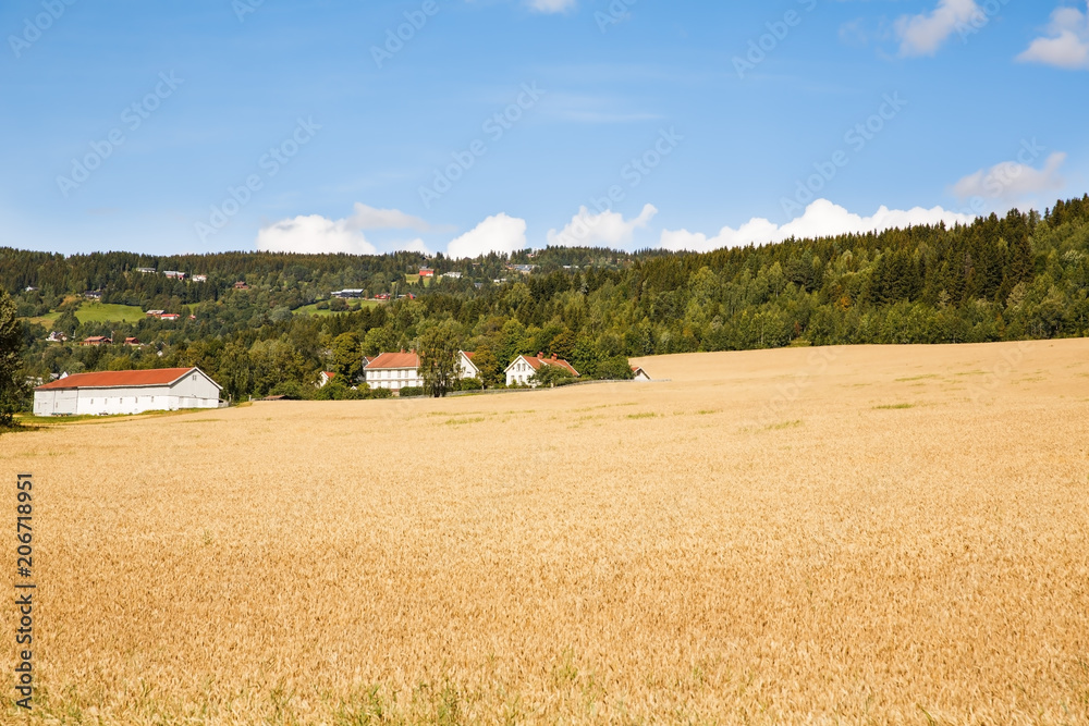 Fototapeta premium Landscape in Norway