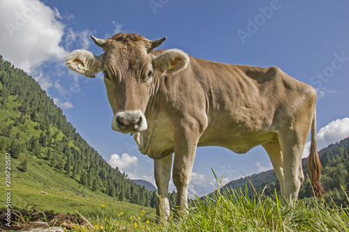 Kuh auf einer Almwiese in den Stubaier Alpen