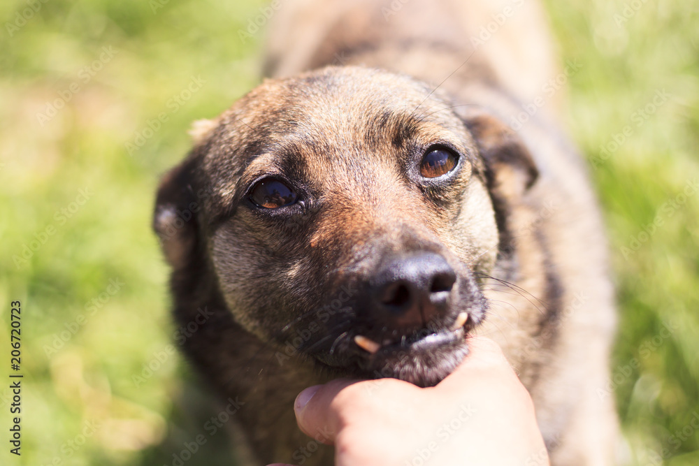 The dog has an incorrect bite. The human hand is stroking. Shallow depth of field The dog has an incorrect bite. The human hand is stroking. Shallow depth of field