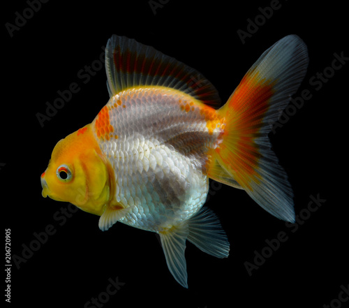 Goldfish isolated on black background.