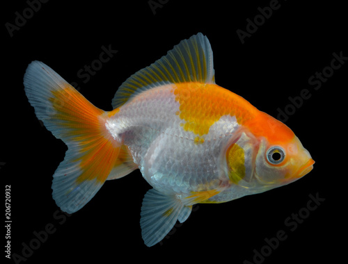 Goldfish isolated on black background.