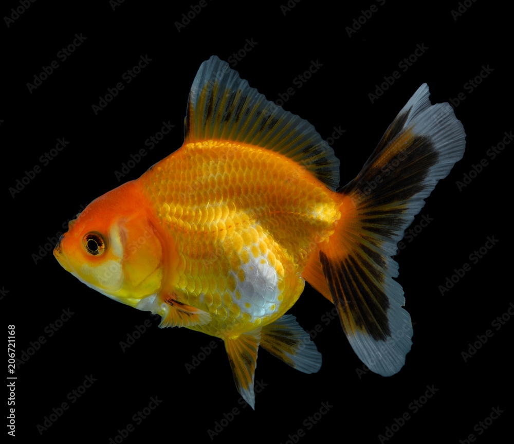 Goldfish isolated on black background.