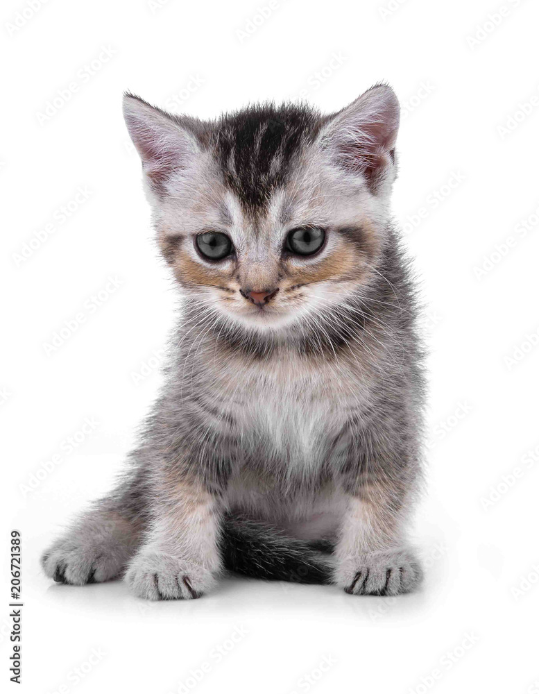 Pet kitten  on the white background