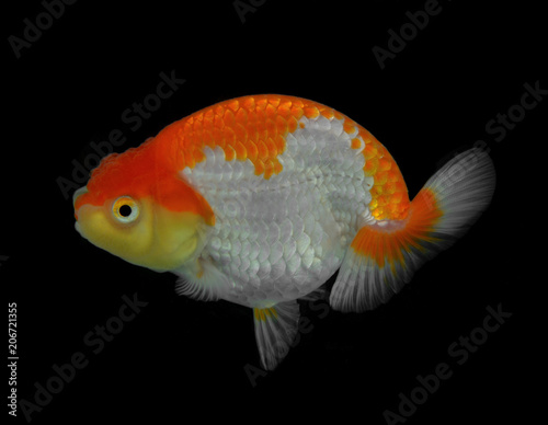 Goldfish isolated on black background