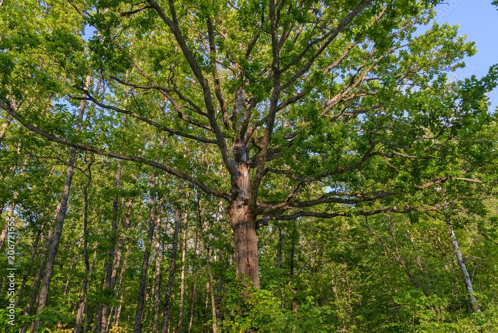 Obraz premium Large high oak