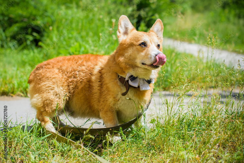 English fashionable breed of corgi dogs. Favorite breed of the Queen of England. Human best friend English fashionable breed of corgi dogs. Favorite breed of the Queen of England. Human best friend