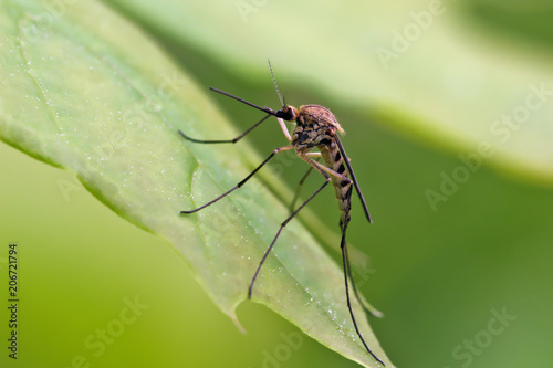 Mosquito resting on the grass.
