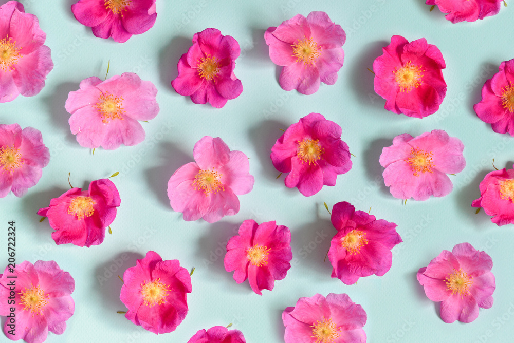 flowers lie on a turquoise background. contrast design. floristics. floristic composition flowers lie on a turquoise background. contrast design. floristics. floristic composition
