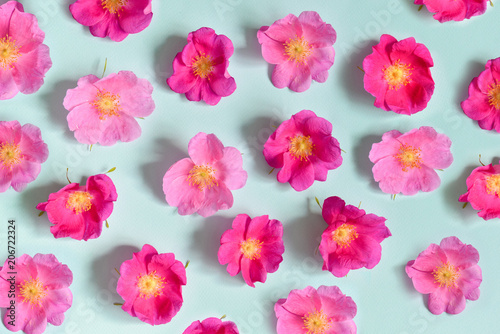 flowers lie on a turquoise background. contrast design. floristics. floristic composition