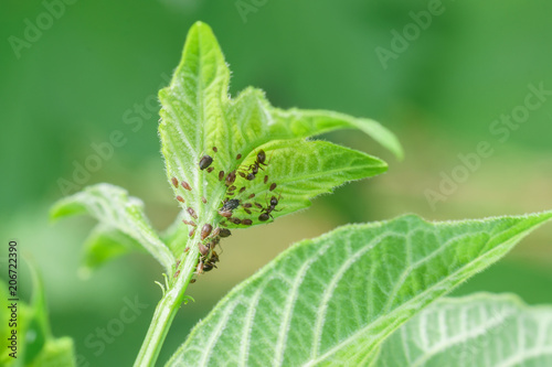 Young shoot of viburnum ordinary (lat. Viburnum opulus), damaged aphids (lat. Aphidoidea) and ant (lat. Formicidae)