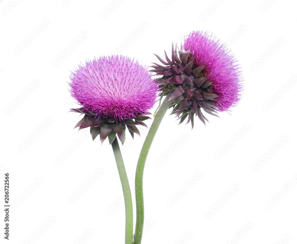 Burdock flower isolated on white background