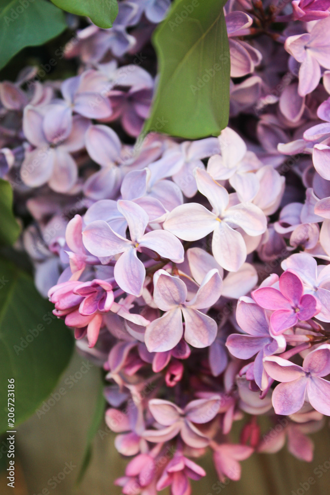 Blooming lilac close-up Blooming lilac close-up