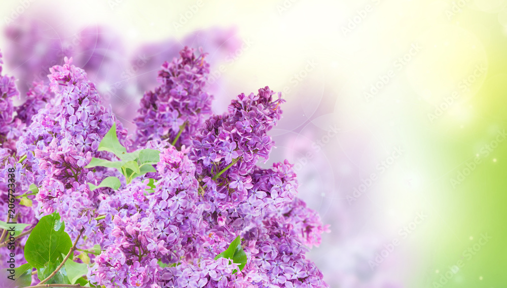 Bush of Lilac Bush of Lilac