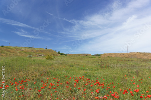 The grass and the poppy field rhoeas  lat. Papaver  in the steppes of the Crimean Peninsula