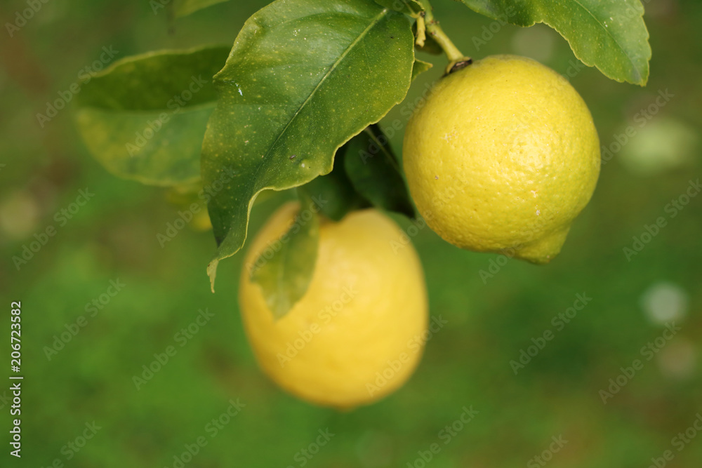 limones colgando de la rama de un árbol con fondo verde