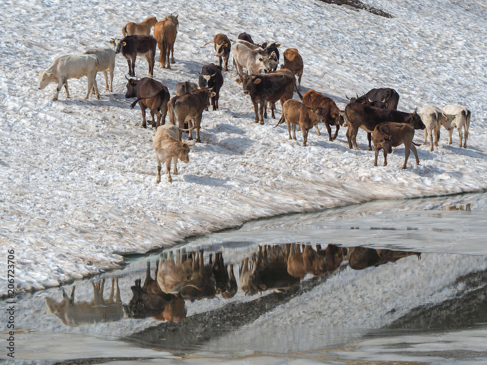 Herd of cows grazing on a snowfield close to an alpine lake. Italian Alps. Italy Herd of cows grazing on a snowfield close to an alpine lake. Italian Alps. Italy