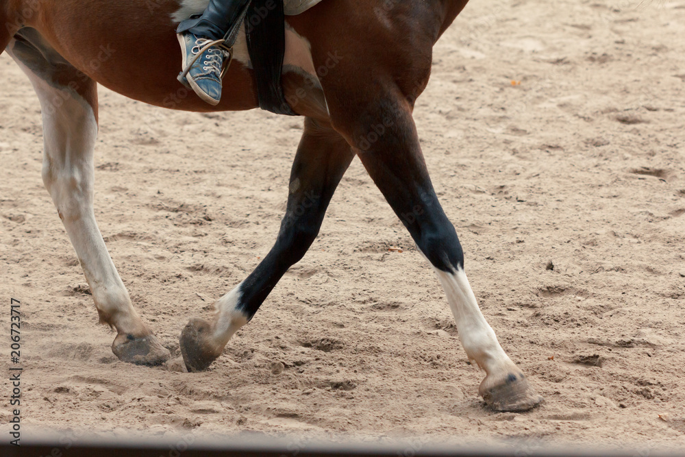 Learning Horseback Riding. Instructor teaches teen Equestrian.
