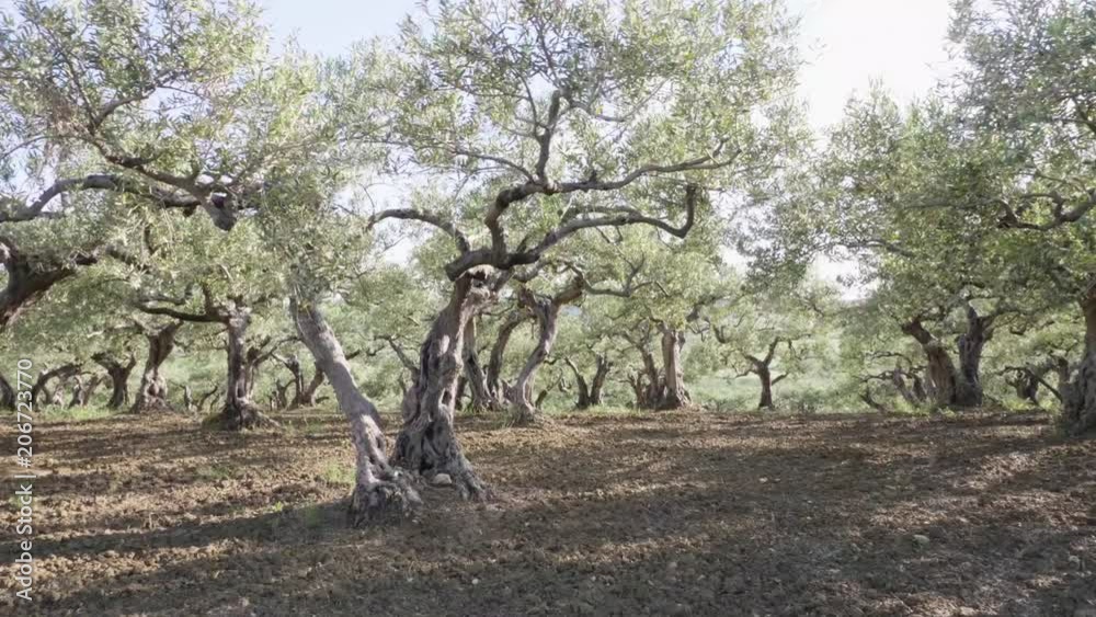 natura selvaggia, campagna siciliana natura selvaggia, campagna siciliana