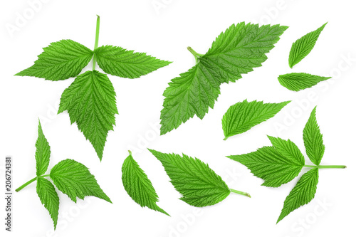 Raspberry leaves isolated on white background. Top view. Flat lay