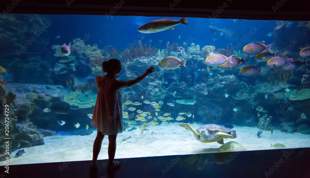 Obraz premium Woman in the oceanarium plays with the turtle