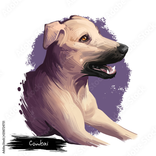 Combai, Kombai, Indian Terrier dog digital art illustration isolated on white background. Indian origin guardian dog. Cute pet hand drawn portrait. Hand drawn graphic clip art design for web, print photo