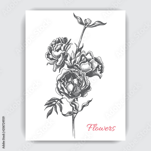 Vector illustration sketch - card with flowers peony