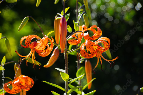 Liliant lily flowers or Lilium lancifolium orange color in a green garden.