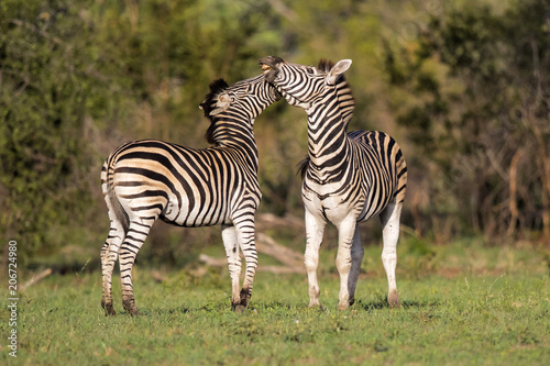 Fighting zebra in Sabi Sands Private Game Reserve part of the Greater Kruger Region in South Africa