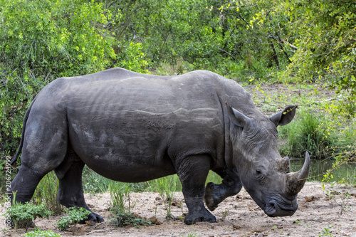 White rhino bull in Sabi Sands Private Game Reserve part of the Greater Kruger Region in South Africa