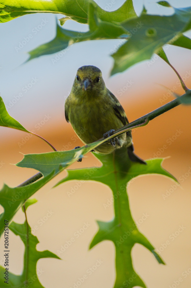 Fototapeta premium Jilguero dorado argentino sobre una rama de roble escarlata