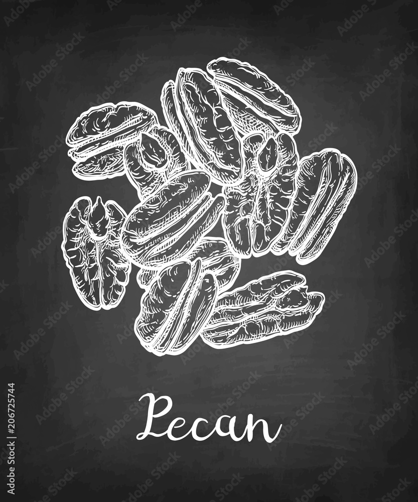 Naklejka premium Chalk sketch of pecan