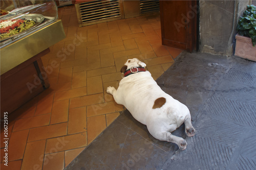 Φωτογραφία a stocky white bulldog lying on the doorstep of a grocery