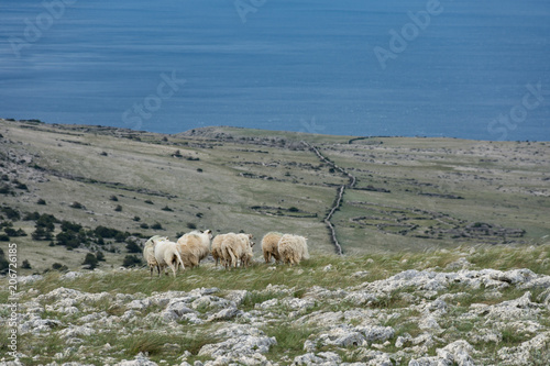 Sheep standing in the wind, looking over the karst landscape with dry-stone walls and sheepfolds above Baska, island of Krk, Croatia