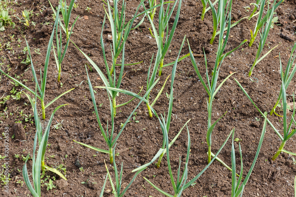 green garlic in the garden. Growing garlic in plant. green garlic in the garden. Growing garlic in plant.