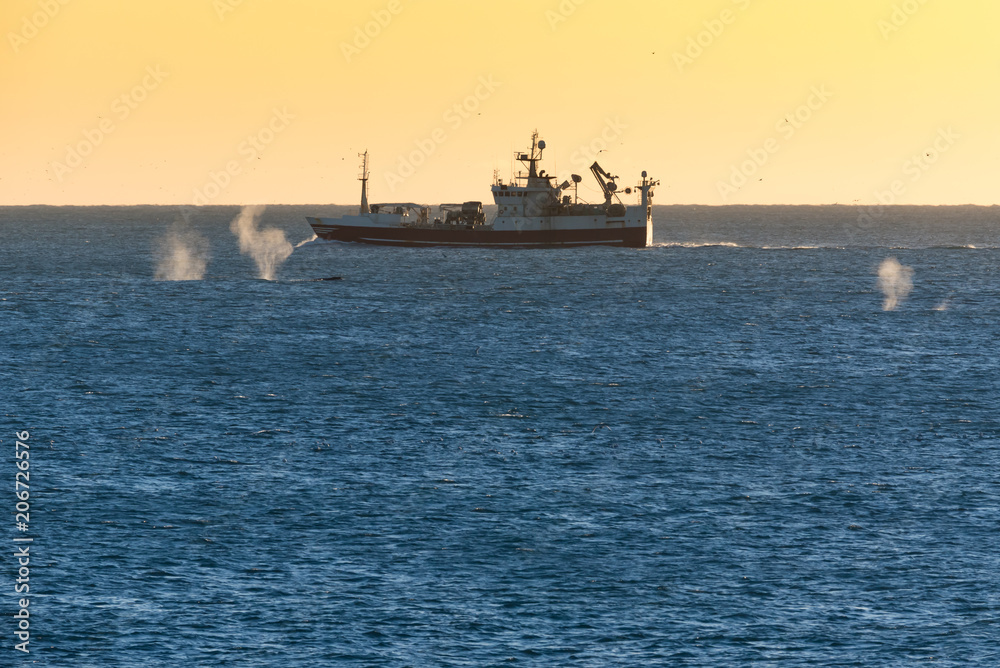 Spray from 3 whales swimming around a fishing boat in Iceland at sunset