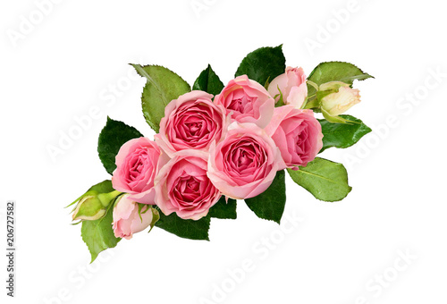 Beautiful pink rose flowers and leaves
