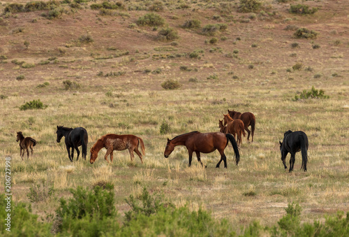 Herd of Wild Horses in the Utah Desert