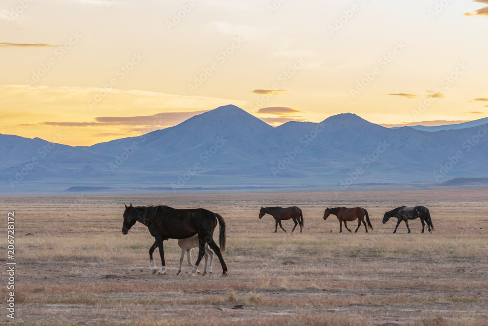 Herd of Wild Horses in the Utah Desert Herd of Wild Horses in the Utah Desert