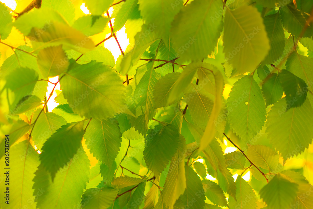 Green leaves of trees. Environmentally friendly background. Green leaves of trees. Environmentally friendly background.