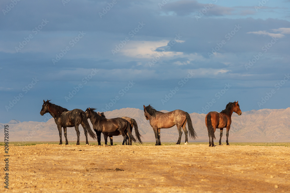Fototapeta premium Herd of Wild Horses in the Utah Desert