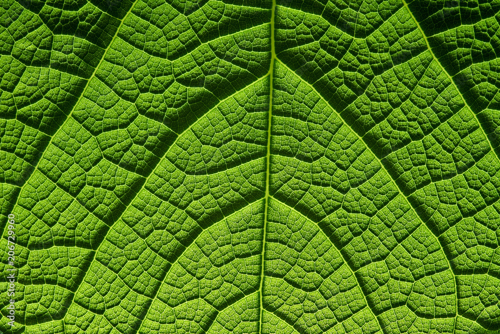 Obraz premium green leaf texture in backlight