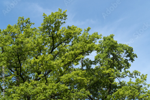 Baumkrone im Frühling mit blauem Himmel