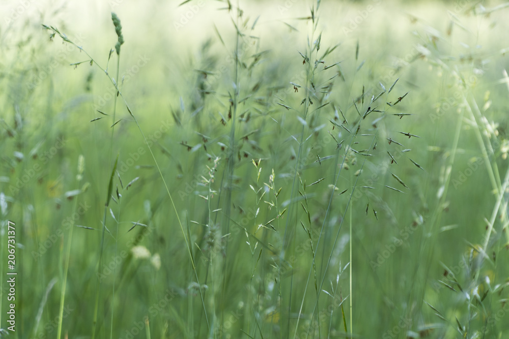 Gräser im Frühling