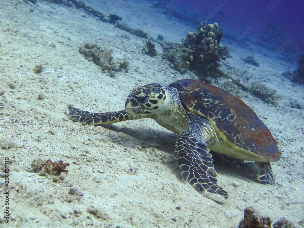 Obraz premium Diving with hawksbill turtle on the seabed